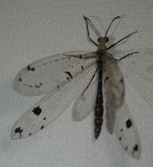 Dendroleon obsoletus