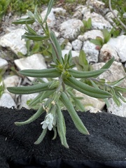 Buglossoides arvensis