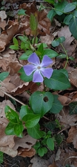 Vinca minor