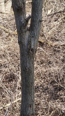 Zanthoxylum americanum