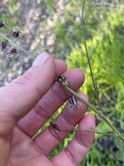 Caulanthus heterophyllus