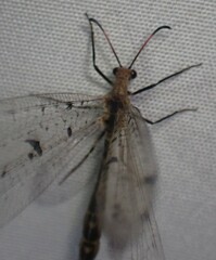 Dendroleon obsoletus