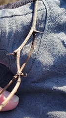 Zanthoxylum americanum