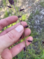 Caulanthus heterophyllus