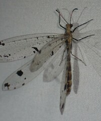 Dendroleon obsoletus