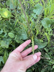 Caulanthus heterophyllus