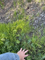 Caulanthus heterophyllus