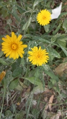Sonchus tenerrimus