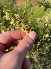 Adolphia californica