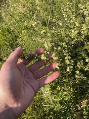 Adolphia californica