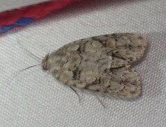 Acronicta ovata