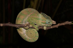 Furcifer balteatus