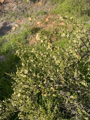 Adolphia californica