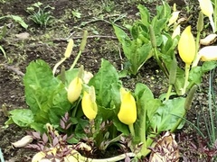 Lysichiton