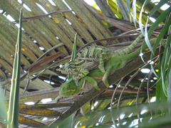 Furcifer balteatus