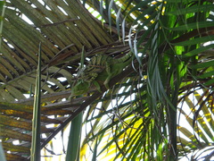 Furcifer balteatus