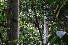 Reinwardtipicus validus