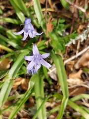Hyacinthoides hispanica