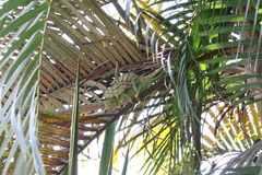 Furcifer balteatus