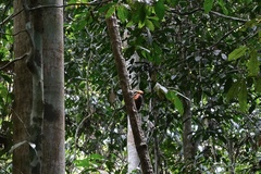 Reinwardtipicus validus