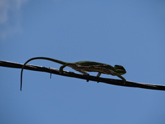 Furcifer balteatus