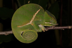 Furcifer balteatus