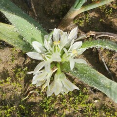 Allium chamaemoly