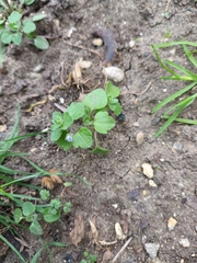 Veronica hederifolia-sublobata-triloba