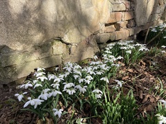Galanthus nivalis