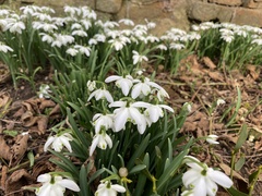 Galanthus nivalis