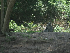 Cercopithecus mitis