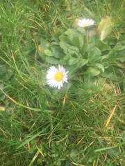Bellis perennis