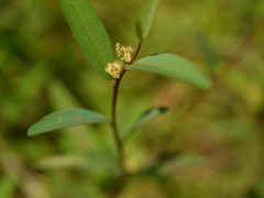 Microstachys chamaelea