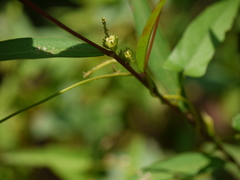 Microstachys chamaelea