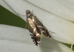Glyphipterix simpliciella