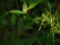 Microstachys chamaelea