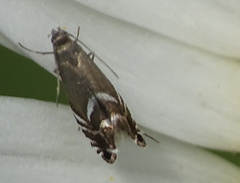 Glyphipterix simpliciella