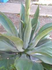 Agave cocui