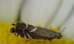 Glyphipterix simpliciella