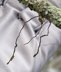 Dendrophylax porrectus