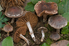 Cortinarius gallurae