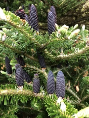 Abies koreana