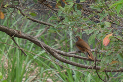 Pterorhinus pectoralis