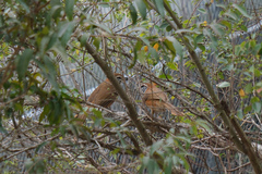 Pterorhinus pectoralis