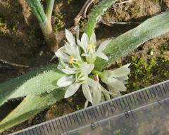 Allium chamaemoly