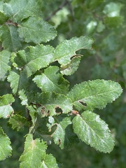 Nothofagus antarctica