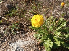 Crepis sancta