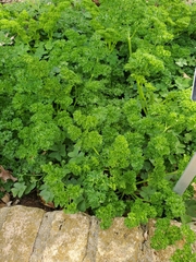 Petroselinum crispum