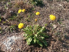 Crepis sancta
