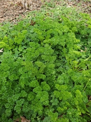Petroselinum crispum